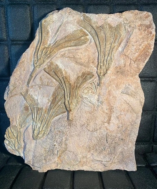 Fossilien kaufen – Crinoiden-Platte mit mehreren Seelilien-Kronen