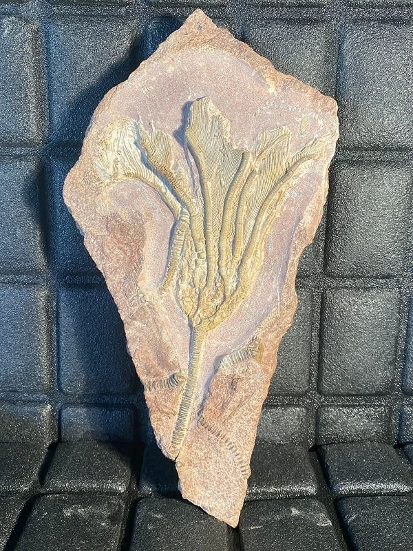 Seelilien Fossil – große Crinoide mit Stiel und Krone