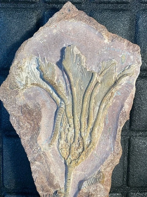 Fossil aus Marokko – fein präparierte Seelilie im Detail