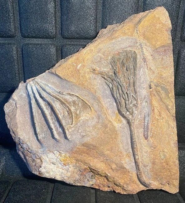 Ordovizische Crinoiden – Platte mit Seelilien aus Marokko