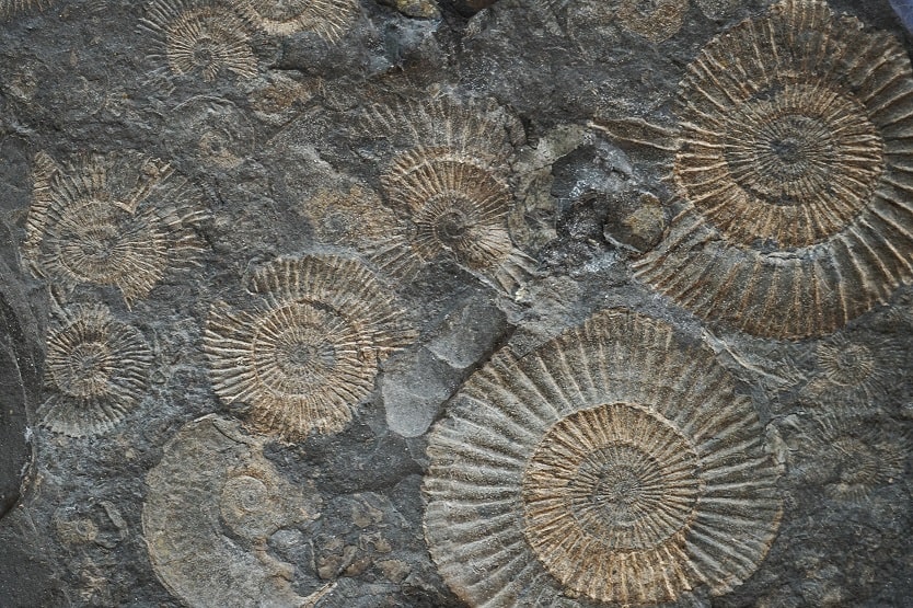 Fossilien kaufen