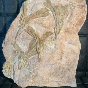 Crinoiden / Seelilien