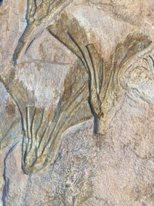Ordovizische Crinoiden