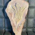 Crinoiden / Seelilien
