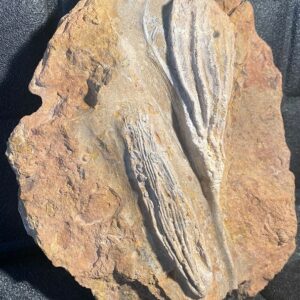 Crinoiden / Seelilien