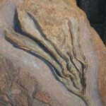 Crinoiden / Seelilien