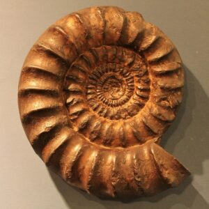 Fossilien Marokko