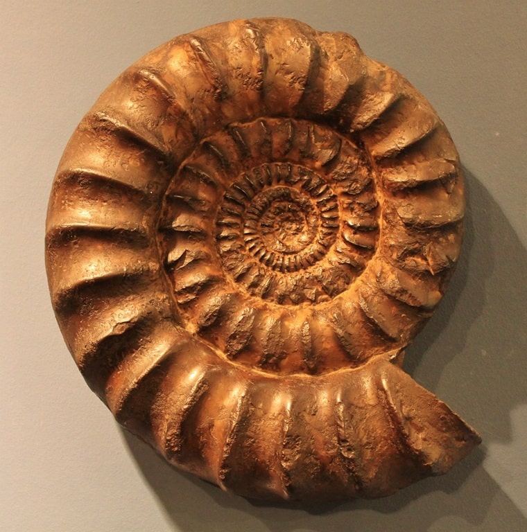 Fossilien Marokko